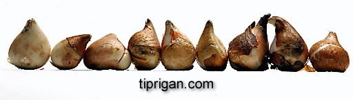 tiprigan.com